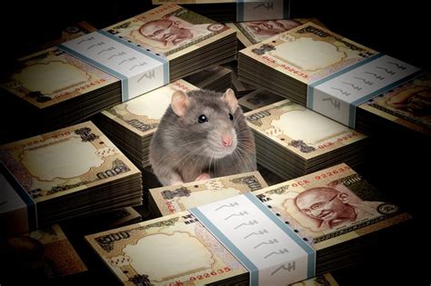 Rat S Money Review 2024